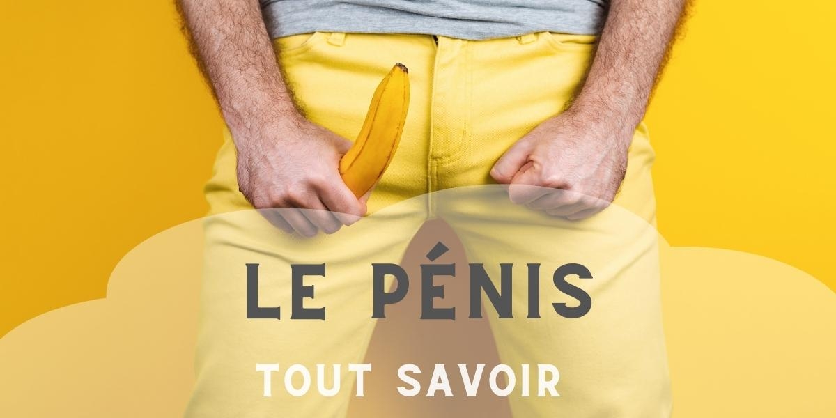 Sexualité masculine : Tout Savoir sur le Pénis mylovepleasure.fr