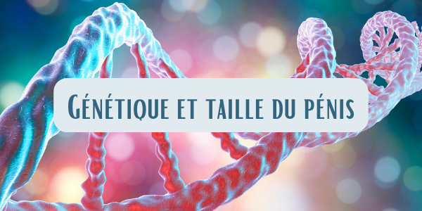 La relation entre la génétique et les organes génitaux