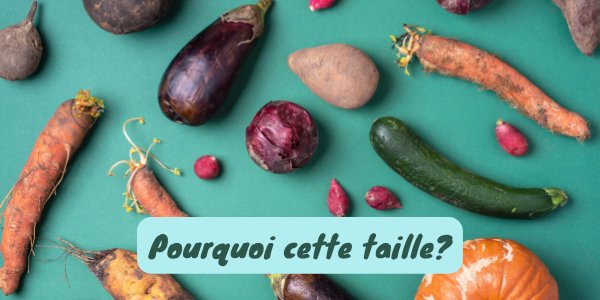 Quest-ce qui détermine la taille du pénis ?