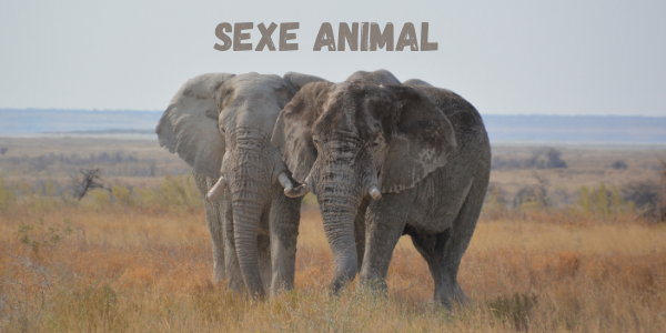 Les géants sexuels dans le monde animal